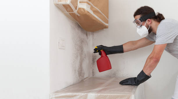 Professional Attic Mold Removal technician working in Auburndale, MA