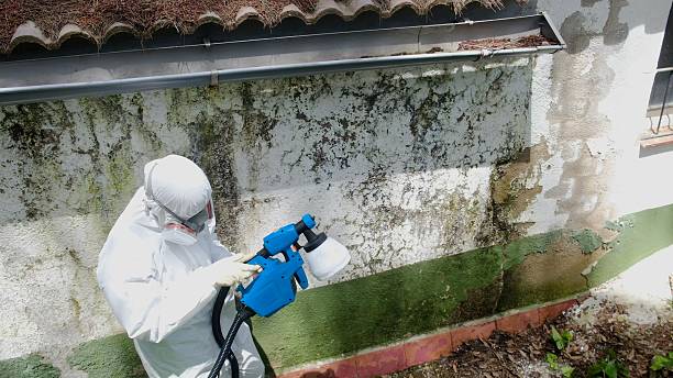 Top rated local Attic Mold Removal specialists in Auburndale, MA